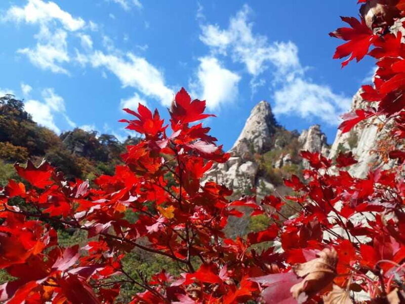 Seoul: Mt.Seorak, Nami Island, No Shopping(+RailBike Option) - Who Will Love This Tour?