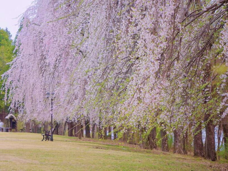 Seoul: Mt.Seorak, Nami Island, No Shopping(+RailBike Option) - FAQ