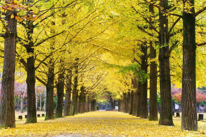 Seoul: Mt.Seorak, Nami Island & Rail Bike, No Shopping - Important Travel Information