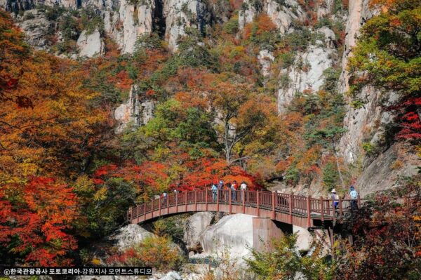 Seoul: Mt.Seorak, Nami Island & Rail Bike, No Shopping - Customer Feedback and Reviews