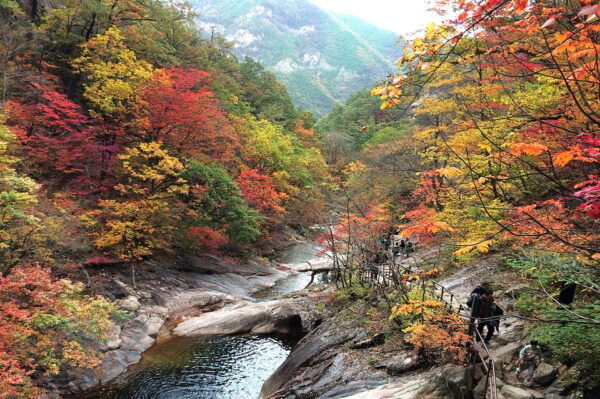 Seoul: Mt Seorak(Cable Car)+Sokcho Beach&Market+Observatory - Customer Reviews and Ratings