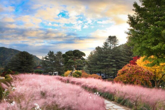 Seoul: Nami Island and Garden of Morning Calm Day Trip - Experience Nami Island