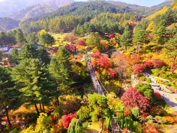 Seoul: Nami Island and Garden of Morning Calm Day Trip - Naminara Republic: Nami Islands Cultural Independence