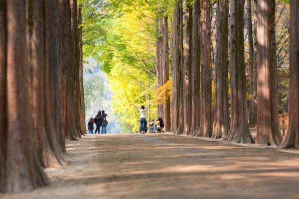 Seoul: Nami Island and Garden of Morning Calm Day Trip - Inclusions and Logistics