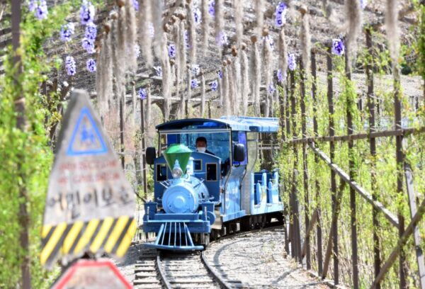 Seoul: Nami Island and Garden of Morning Calm Day Trip - Traveler Reviews and Recommendations