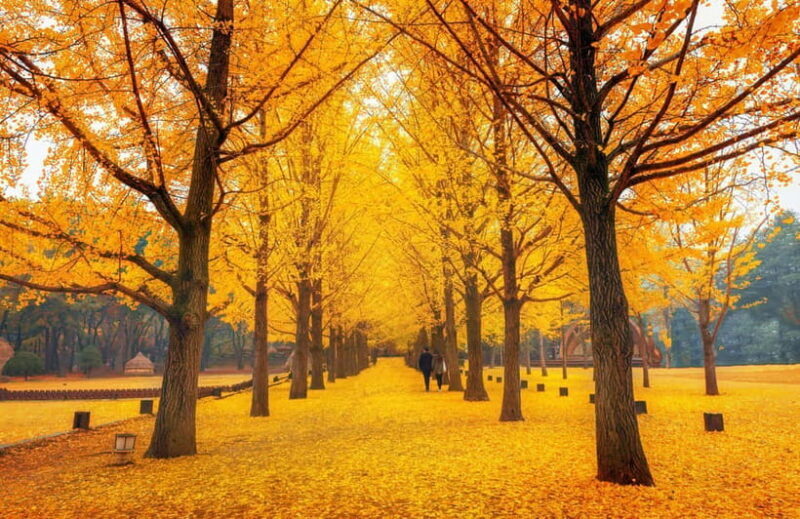 Seoul: Nami Island and Garden of Morning Calm (opt Railbike) - Who Is This Tour Best For?