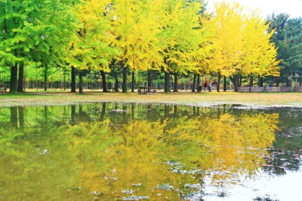 Seoul: Nami Island/Garden of Morning Calm Tour - Important Information