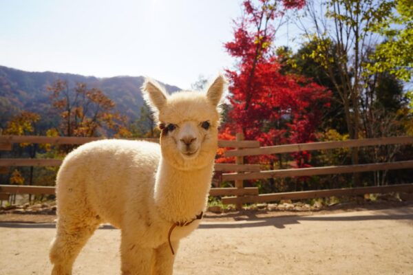 Seoul: Nami Island/Garden of Morning Calm Tour - Additional Notes