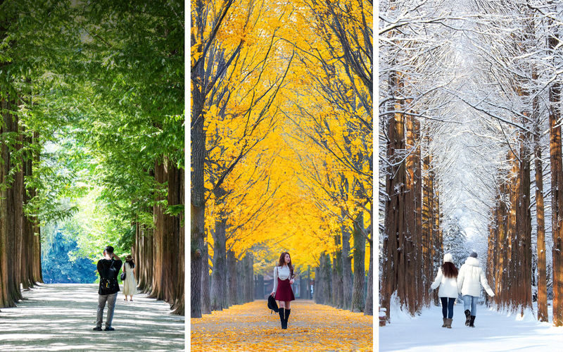 Seoul Nami Island, Garden & Rail Bike Day Tour - Who will get the most from this trip?