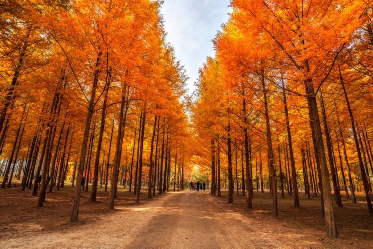 Seoul: Nami Island, Petite France, & Optional Railbike Tour - Experience Highlights