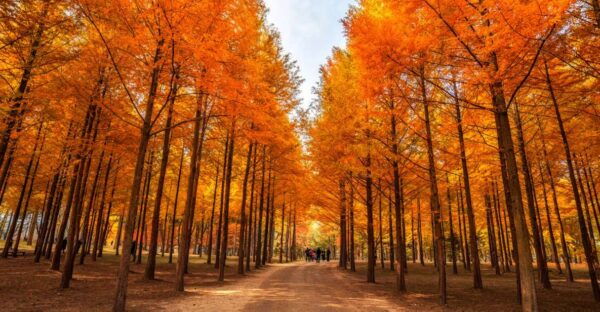 Seoul: Nami Island, Petite France, & Optional Railbike Tour - Directions