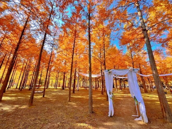 Seoul: Nijimori Japan(Day) & Nami Island & Korean Garden - Nami Island Exploration