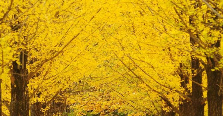 Seoul: Nijimori Japan(Day) & Nami Island & Railbike - Itinerary Highlights