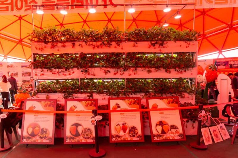 Seoul: Nonsan Strawberry & Cherry Blossom Season Experience - FAQ