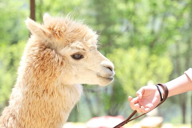 Seoul Outskirts: 10-hour Customize and Private Tour From Seoul - Pricing and Reservation