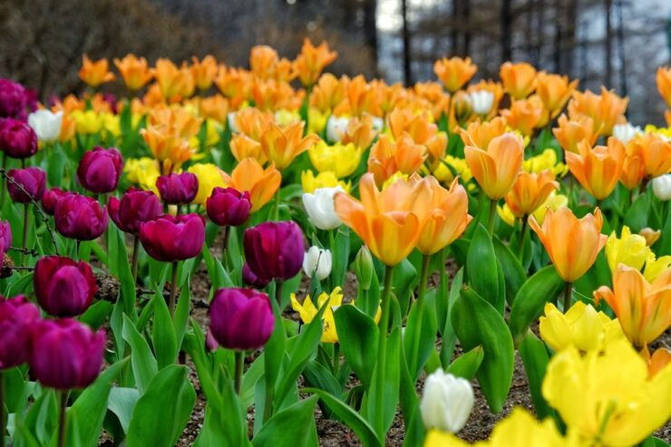 Seoul: Private Customizable Tour to Nami Island and More - Activity Details