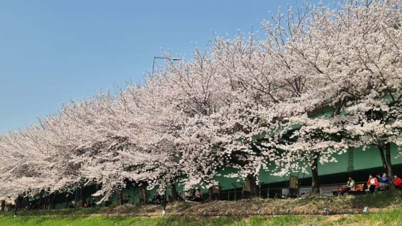 Seoul Riverside Walk and Korean-Style Picnic Experience - Good To Know  