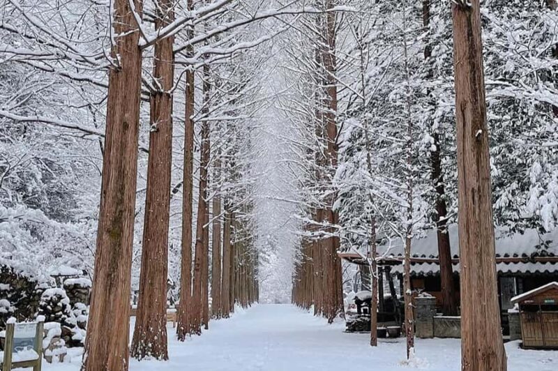 Seoul: Seorak Mountain, Nami Island, Eobi Ice Valley Tour - Who will love this tour?