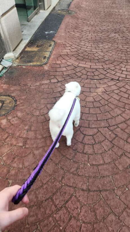 Seoul: Services of a Local for a Day (Paperwork/Tour/Fun) - What to Expect from the Experience