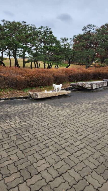 Seoul: Services of a Local for a Day (Paperwork/Tour/Fun) - The Sum Up: Who Is This Tour Best For?