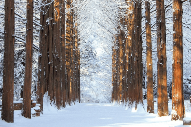 Seoul: Snowyland in Vivaldi Park With Nami or Alpaca - Activities at SnowyLand