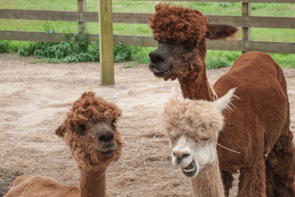 Seoul: Snowyland in Vivaldi Park With Nami or Alpaca - Visiting Alpaca World