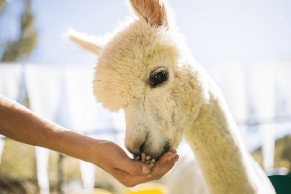 Seoul: Snowyland in Vivaldi Park With Nami or Alpaca - Inclusions and Additional Services