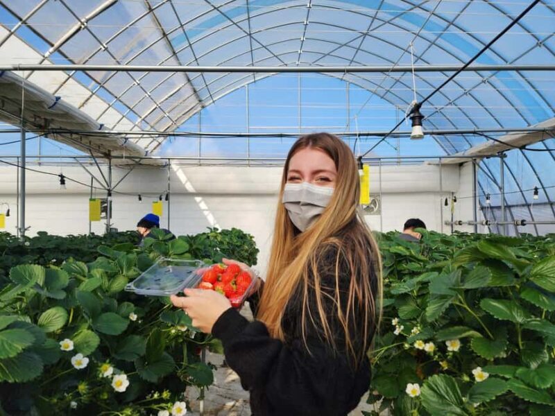 Seoul: Strawberry Picking, Winter Sled with Eobi Ice Valley - FAQ