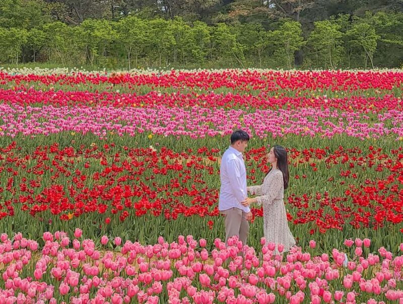 Seoul: Taean Tulip Festival and Strawberry Picking Day Tour - Good To Know