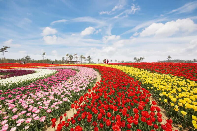 Seoul: Taean Tulip Festival and Strawberry Picking Day Tour - Who Will Enjoy This Tour?