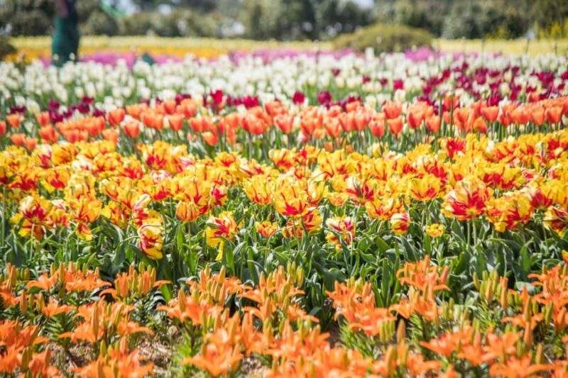 Seoul: Taean Tulip Festival and Strawberry Picking Day Tour - FAQ