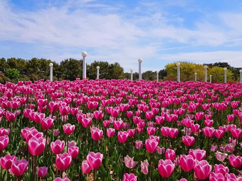 Seoul: Taean Tulip Festival and Strawberry Picking Day Tour - What Makes This Tour Special?