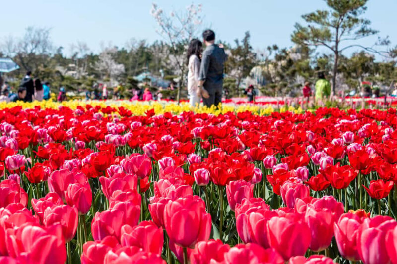Seoul: Taean Tulip Festival and Strawberry Picking Day Tour - Authenticity and Unique Touches