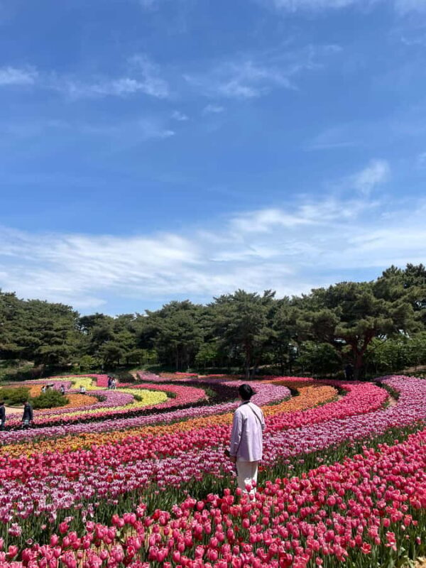 Seoul: Taean Tulip Festival and Strawberry Picking Day Tour - FAQ