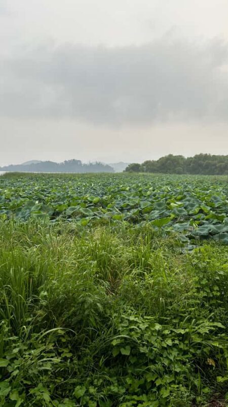 Seoul: "Taste Korea Slow" Full Day Escape & Wellness Tour - Who Would Love This Tour?