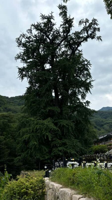 Seoul: "Taste Korea Slow" Full Day Escape & Wellness Tour - Final Thoughts