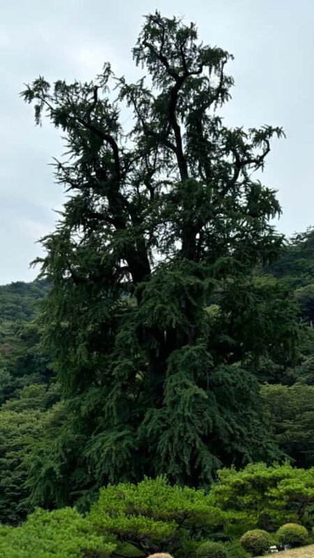 Seoul: "Taste Korea Slow" Full Day Escape & Wellness Tour - Final Thoughts