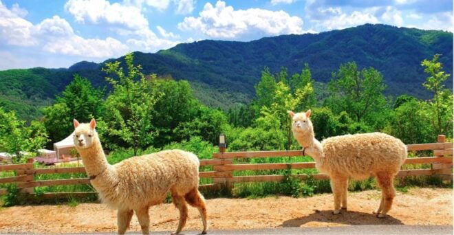 Seoul: the Painter Show With Nami Island or Alpaca World - Meeting Points