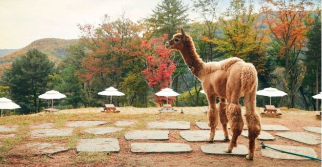 Seoul: the Painter Show With Nami Island or Alpaca World - Important Information