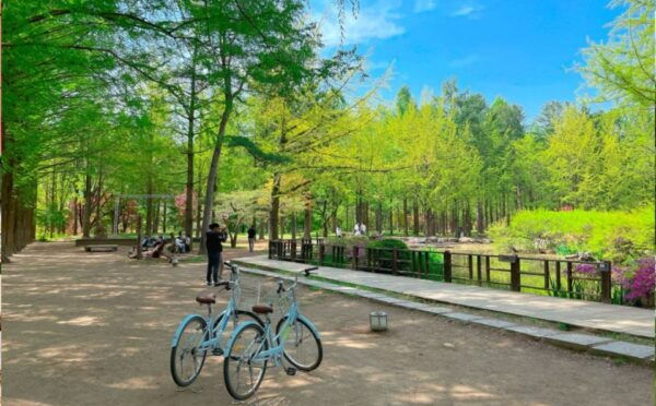 Seoul: the Painter Show With Nami Island or Alpaca World - The Sum Up
