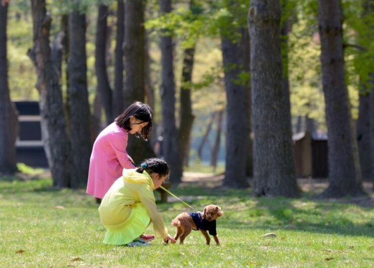 Seoul To/From Nami Island: Round-Trip Shuttle Service - Activity Details