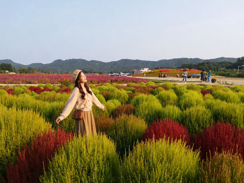 Seoul Tour | Autumn Flowers One Day Tour in Gyeonggi-do / Incheon - Pick the day that fits your interests