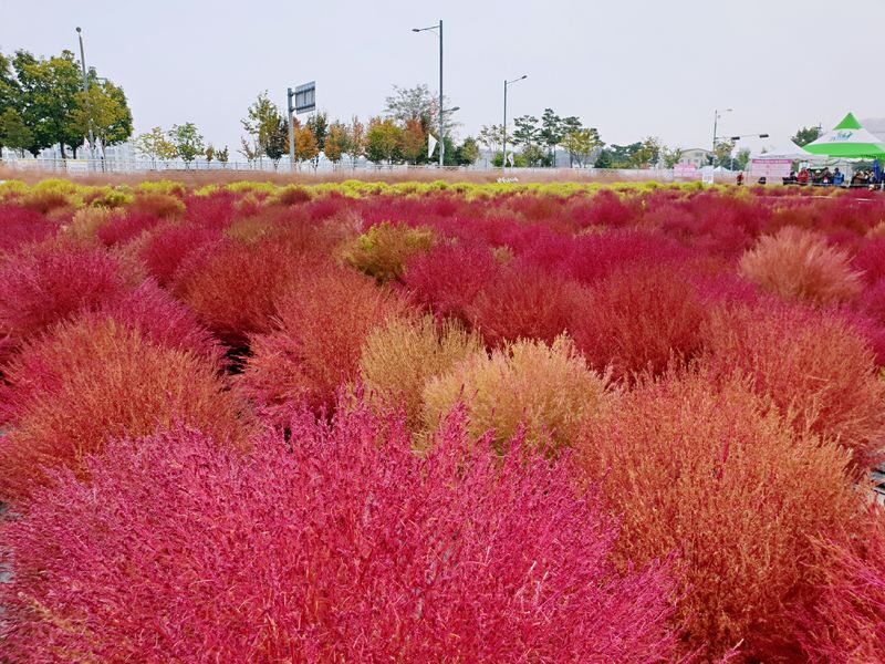 Seoul Tour | Autumn Flowers One Day Tour in Gyeonggi-do / Incheon - Yangju Nari Park’s seasonal color