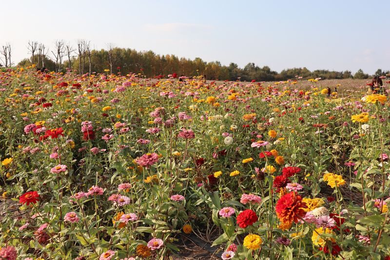 Seoul Tour | Autumn Flowers One Day Tour in Gyeonggi-do / Incheon - Package A: luge runs and Jeondeungsa Temple
