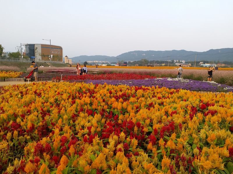 Seoul Tour | Autumn Flowers One Day Tour in Gyeonggi-do / Incheon - Package B: Majang Lake, Provence, and the border view