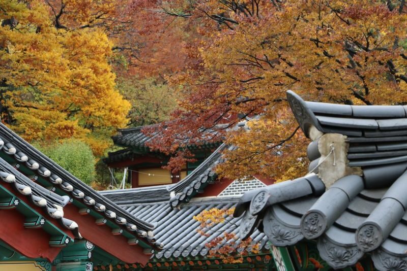 Seoul Tour | Autumn Flowers One Day Tour in Gyeonggi-do / Incheon - What the price is buying