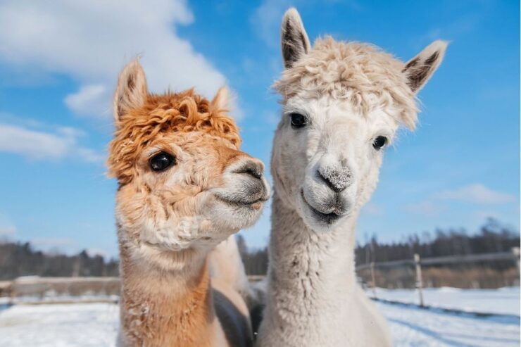 Seoul: Vivaldi Park-Snowy Land With Alpaca World/Nami Island - Snowy Land: Thrilling Winter Activities