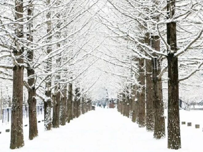 Seoul: Vivaldi Park-Snowy Land With Alpaca World/Nami Island - Return to Seoul: Comfortable Transportation