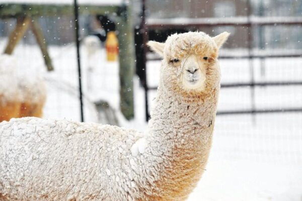 Seoul: Vivaldi Park-Snowy Land With Alpaca World/Nami Island - Meeting Points and Important Information