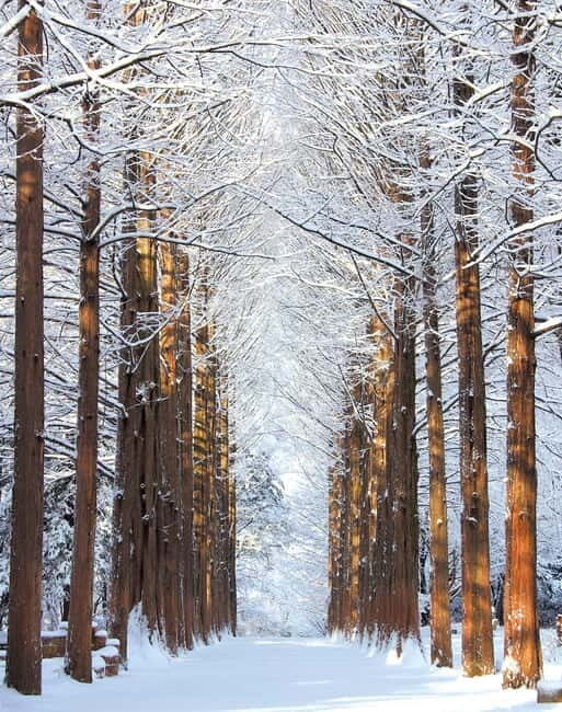 Seoul: Vivaldi Park Winter Ski with Nami Island Day Tour - FAQ